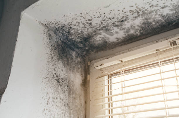 Affordable Mold Removal solutions in Mohrsville, PA